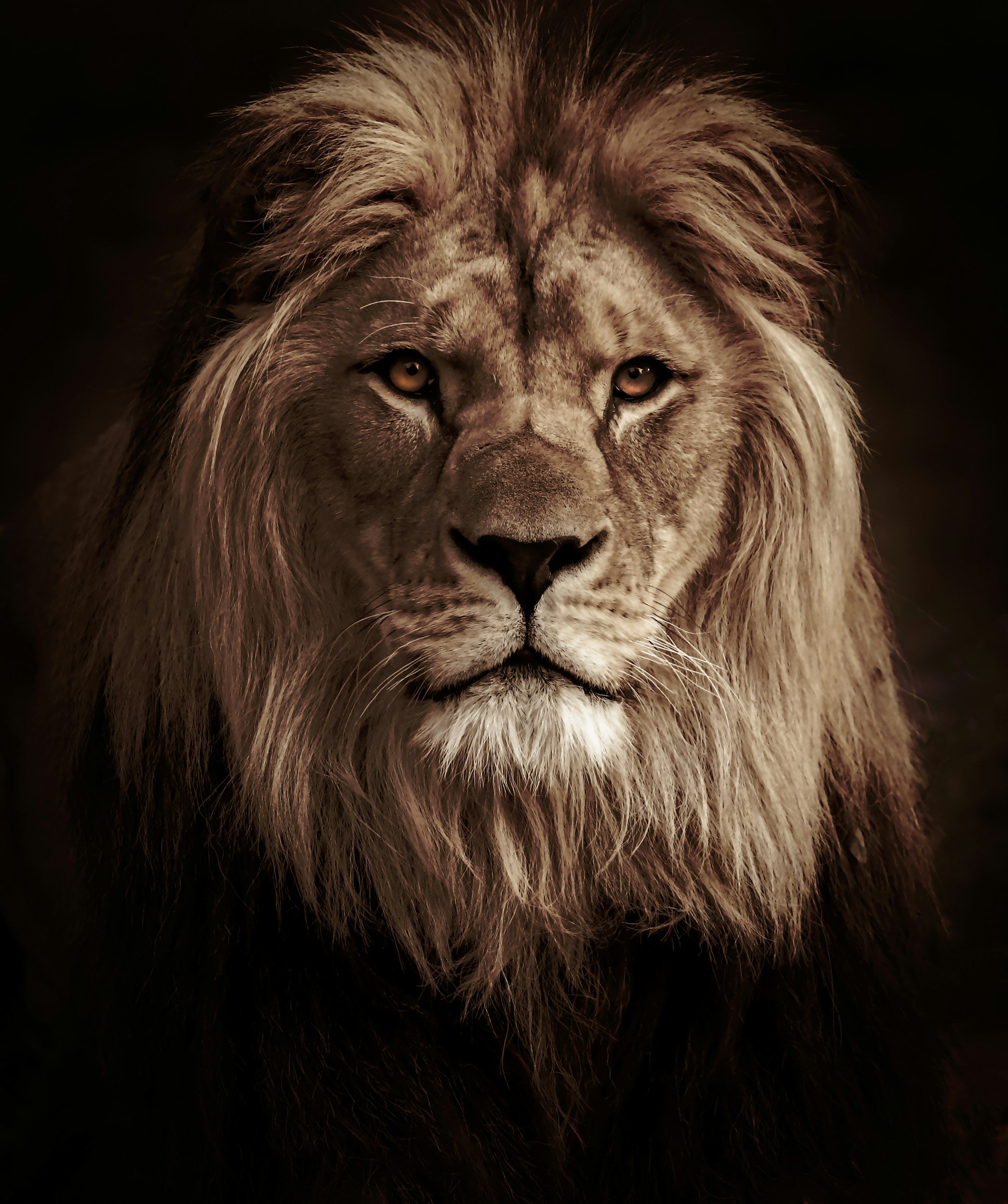 The Lion Opens