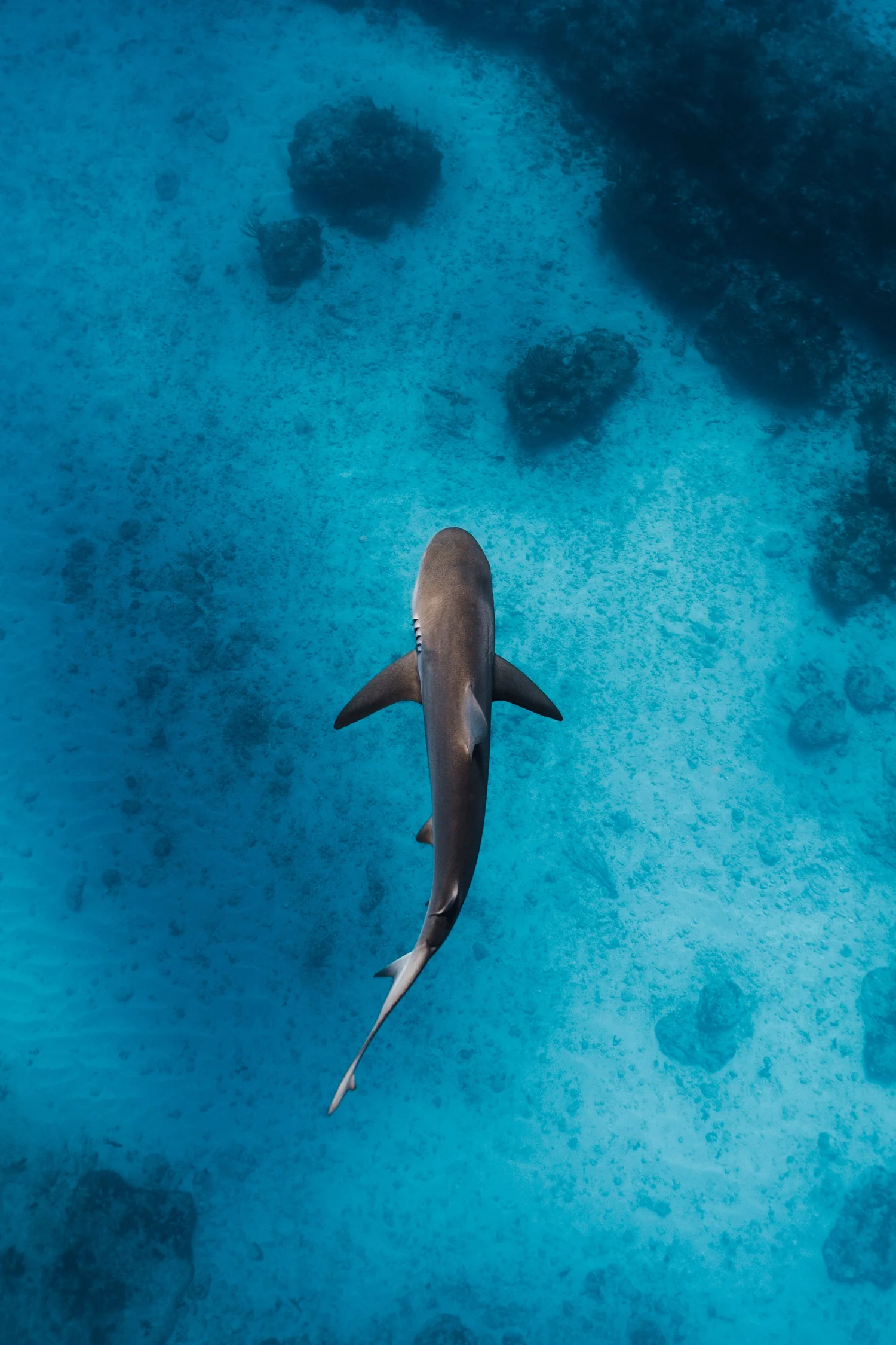 Underwater conservation dive