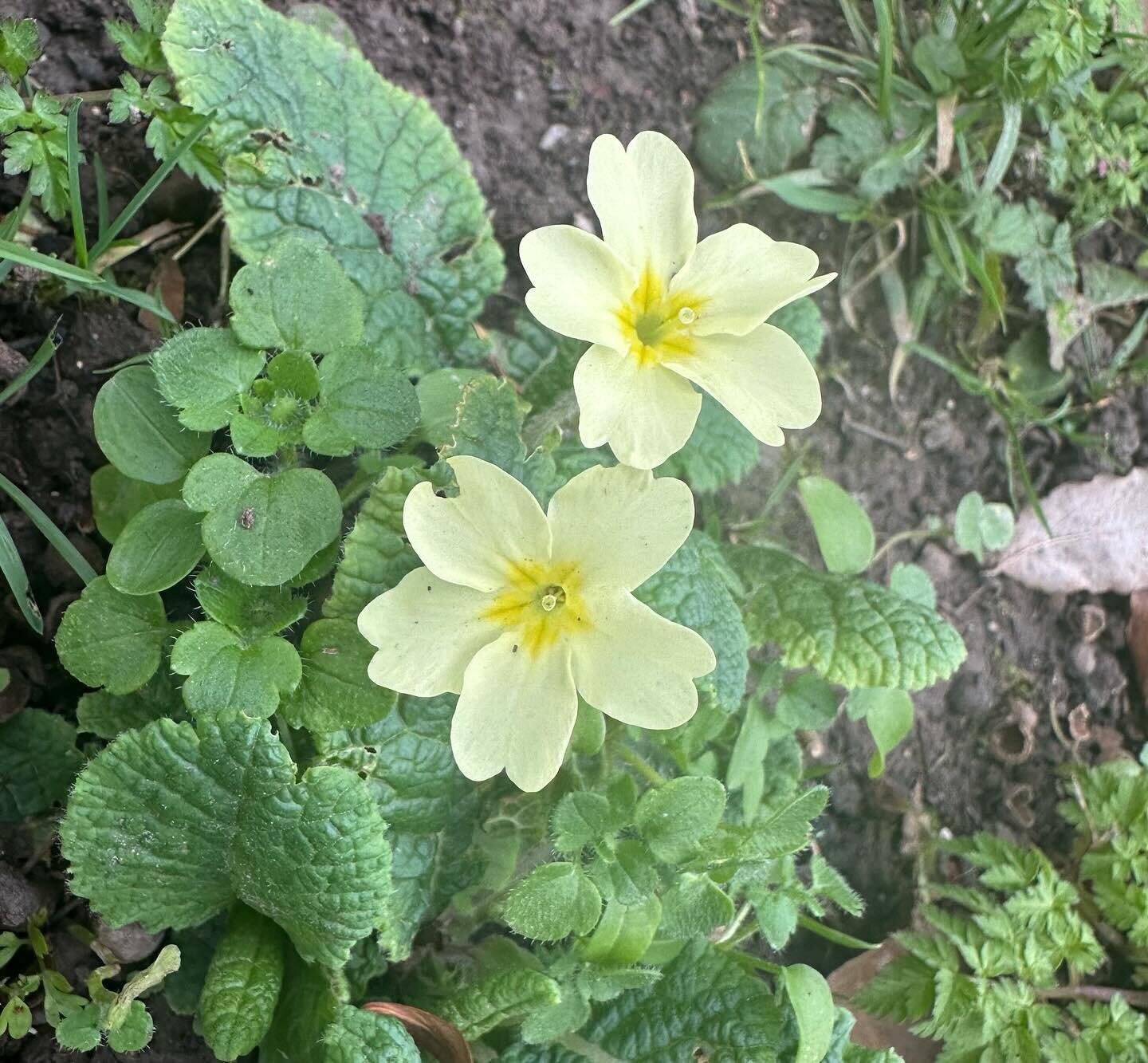 First of the Primroses at Chalkhill. I love their pretty pale yellow flowers. They can flower from January to May and are a source of nectar for early emerging pollinators. Primroses (Primula vulgaris) are a native woodland plant, also under hedgerow
