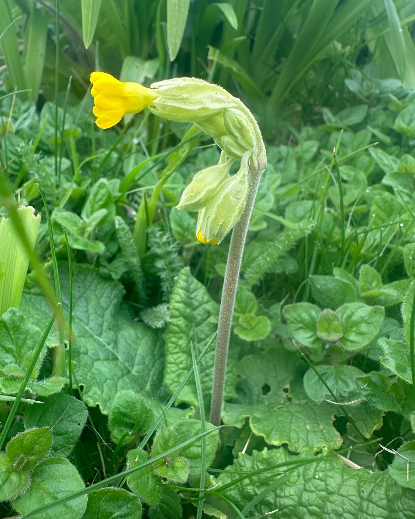 The first Cowslips are appearing at Chalkhill.
And my March Newsletter is out! If you don&rsquo;t already receive it sign up to my mailing list via my bio above to subscribe and also receive a free copy of &ldquo;Five Easy Ways to Make your Garden Wi