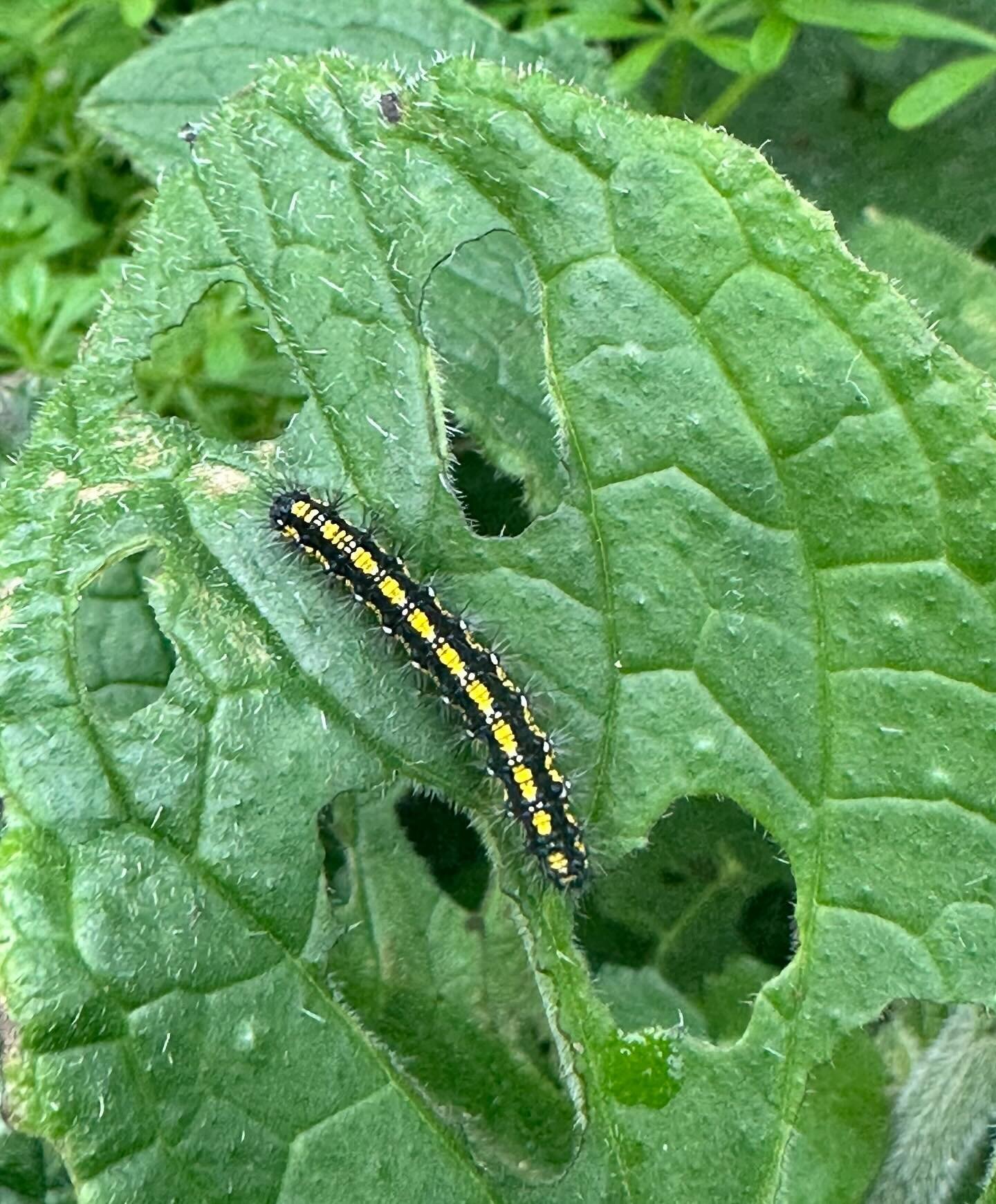 The Scarlet Tiger moth caterpillars (Callimorpha dominula) are busy fattening up at Chalkhill. The caterpillars eat &ldquo;weeds&rdquo; such as comfrey, white dead-nettle, bramble and nettles before they emerge as beautiful moths. Leaving a patch of 