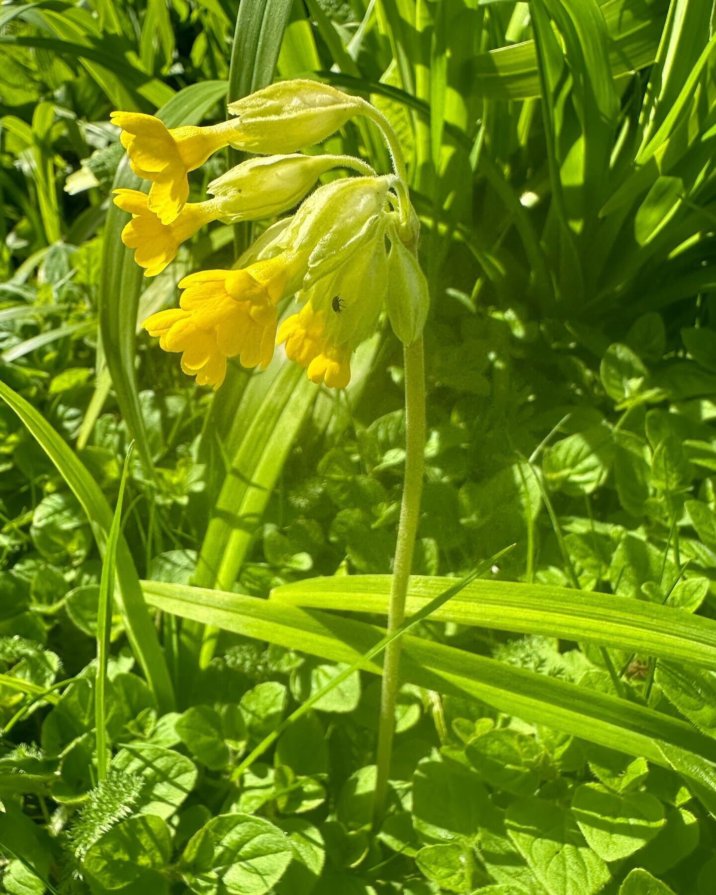 The ups and downs of wildlife gardening. There are cowslips (Primula veris) appearing all over Chalkhill (1st three photos) but the Wild thyme (Thymus polytrichus) I grew from seed 2 years ago and carpeted areas of the pollinator patch with flowers a