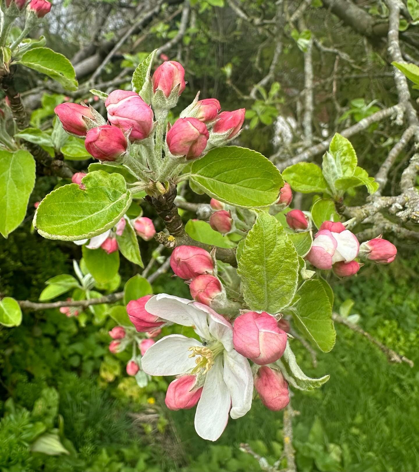 Chalkhill Rewildings April Newsletter is out. Follow the link in my bio to sign up to receive it plus a free copy of &ldquo;Five Easy Ways to Make your Garden Wilder&rdquo;. #newsletter #wildlifegardening #rewildyourgarden #appleblossom
