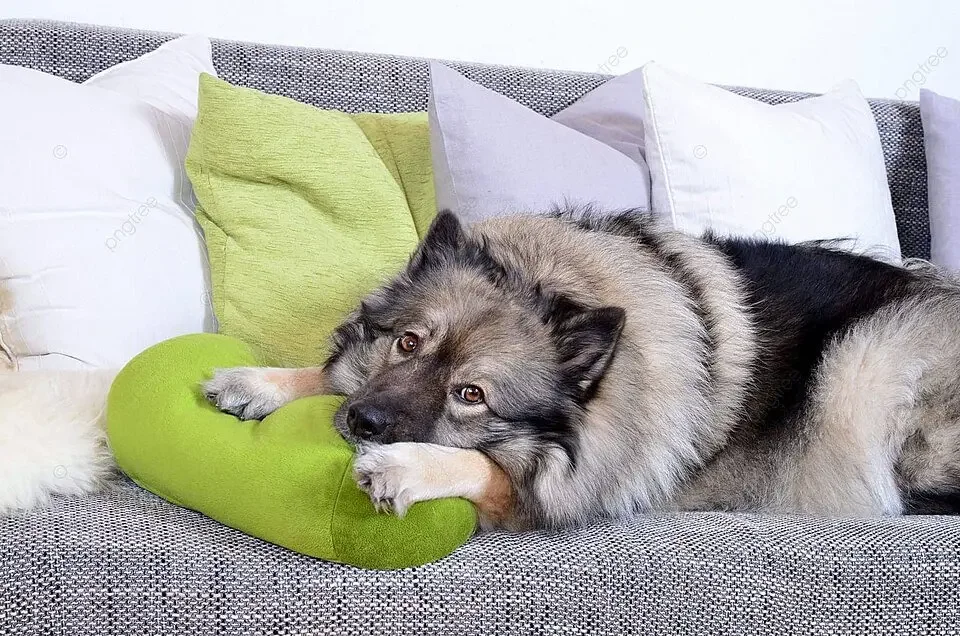 Who Will Take Care of the Dog?                                           AND Other Real-Life Planning Needs