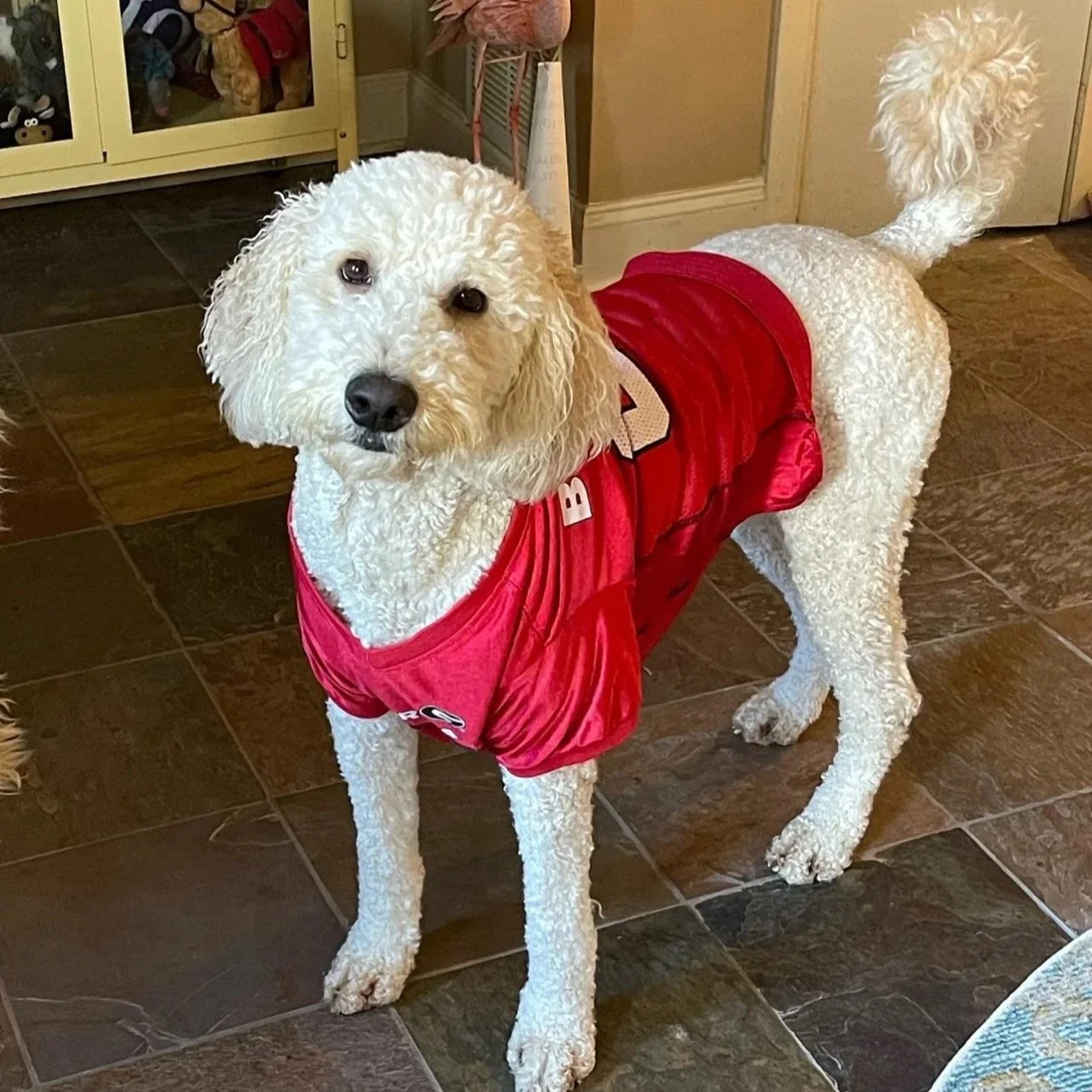 Charlotte, official mascot of Resilient Counseling