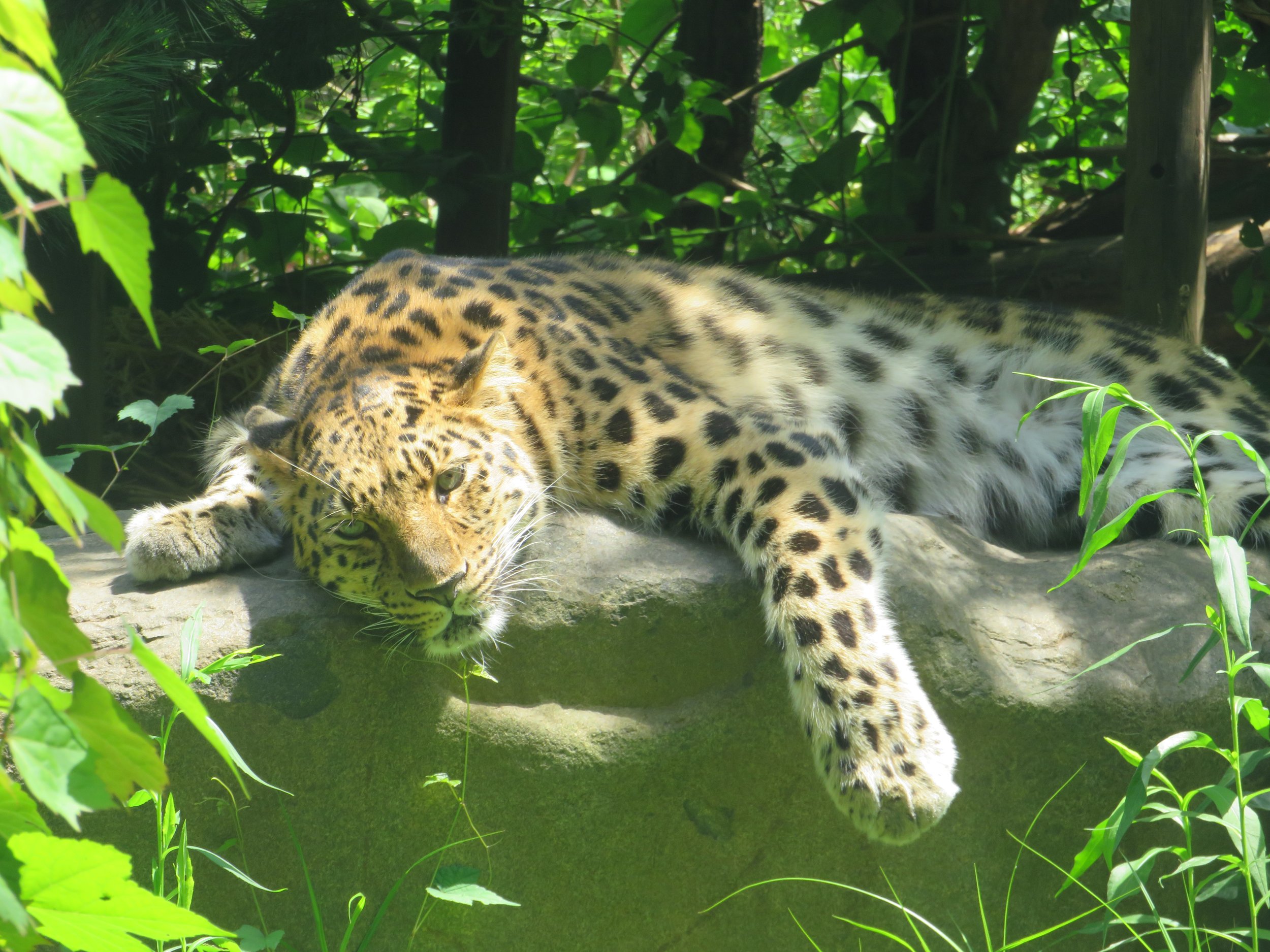 "Leopard Lounge" by Tracey Brown
