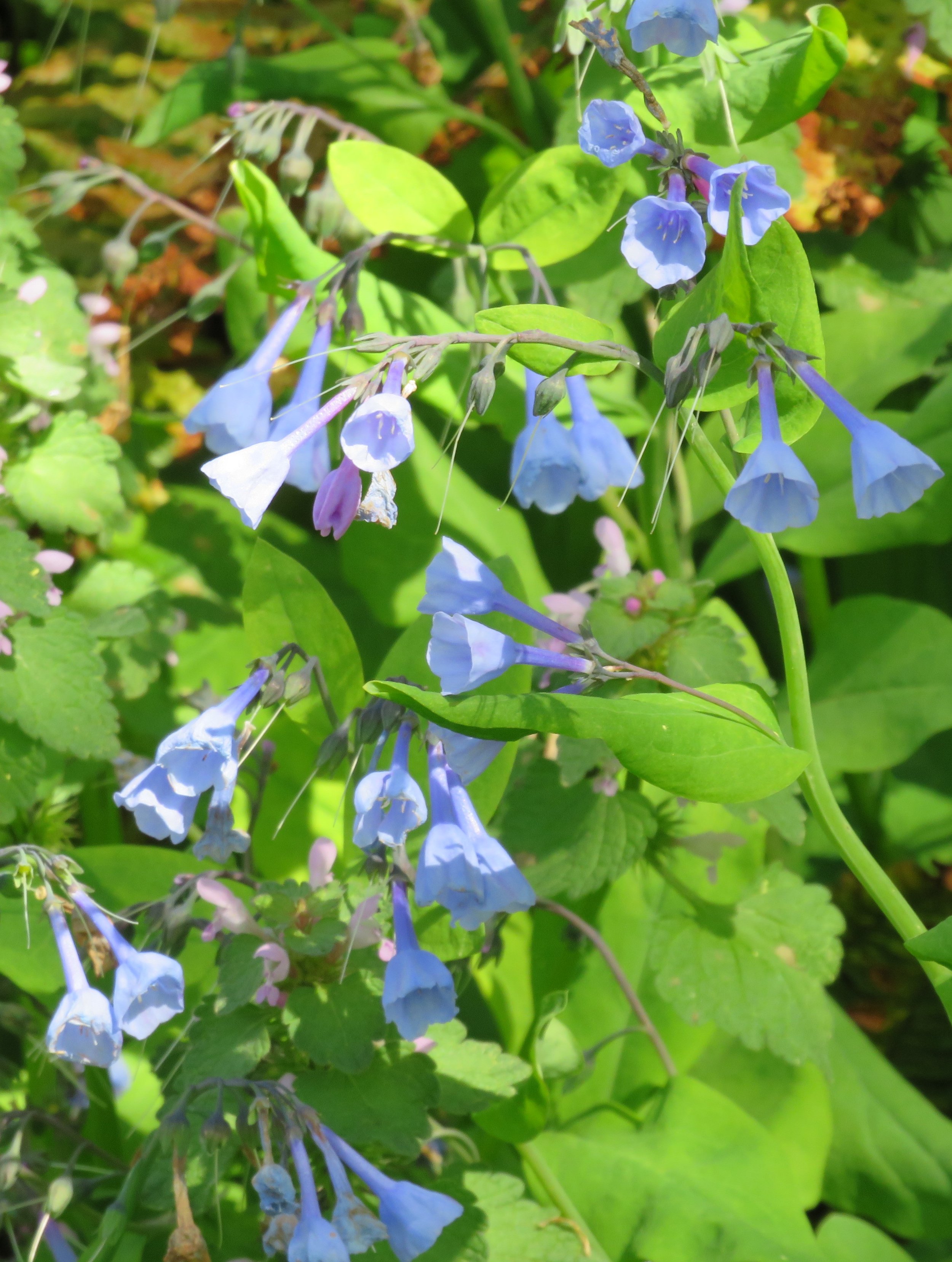 "Blue Flowers" by Paul Sosa