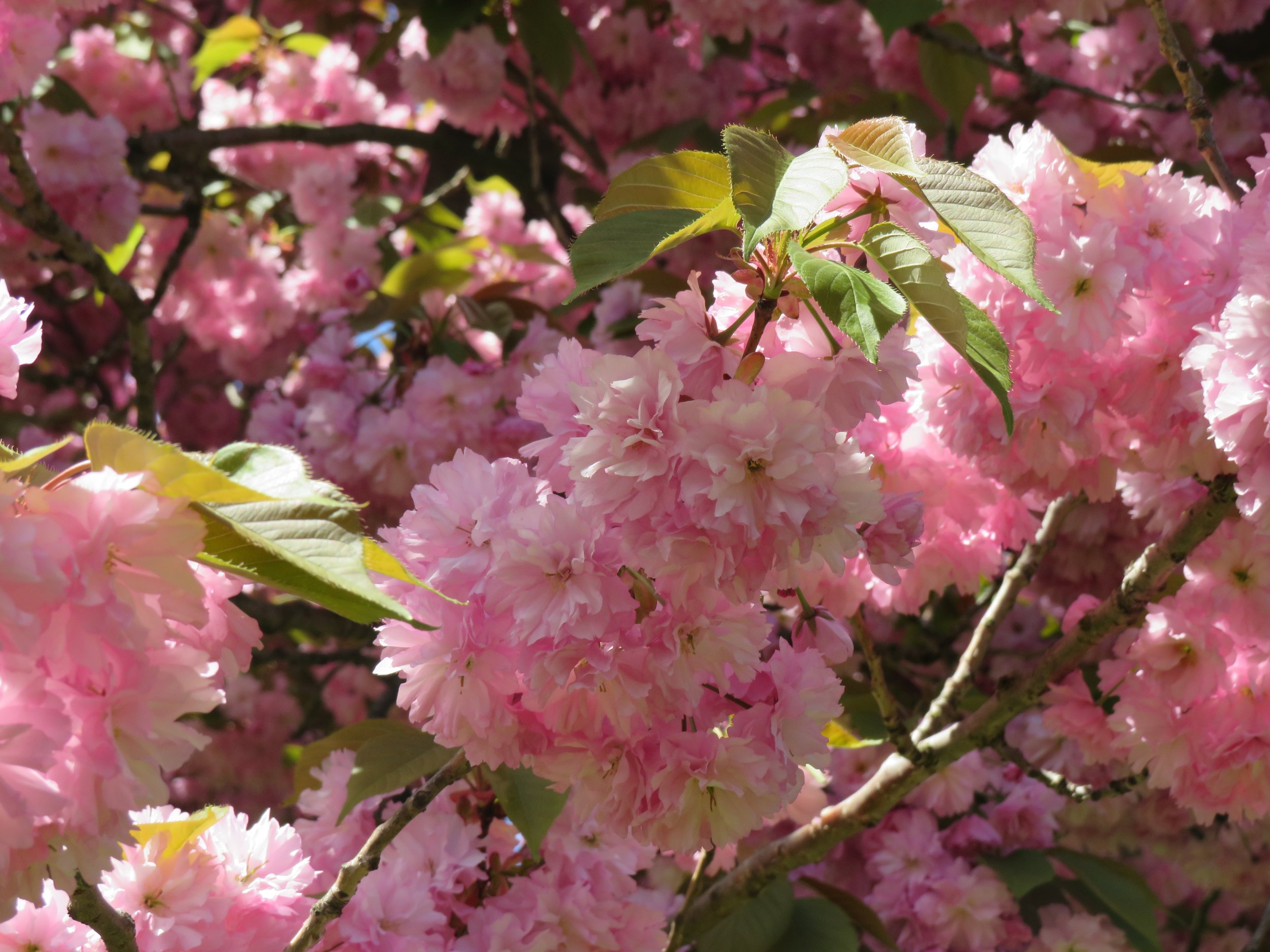 "Cherry Blossoms" by Nino Chitiasu