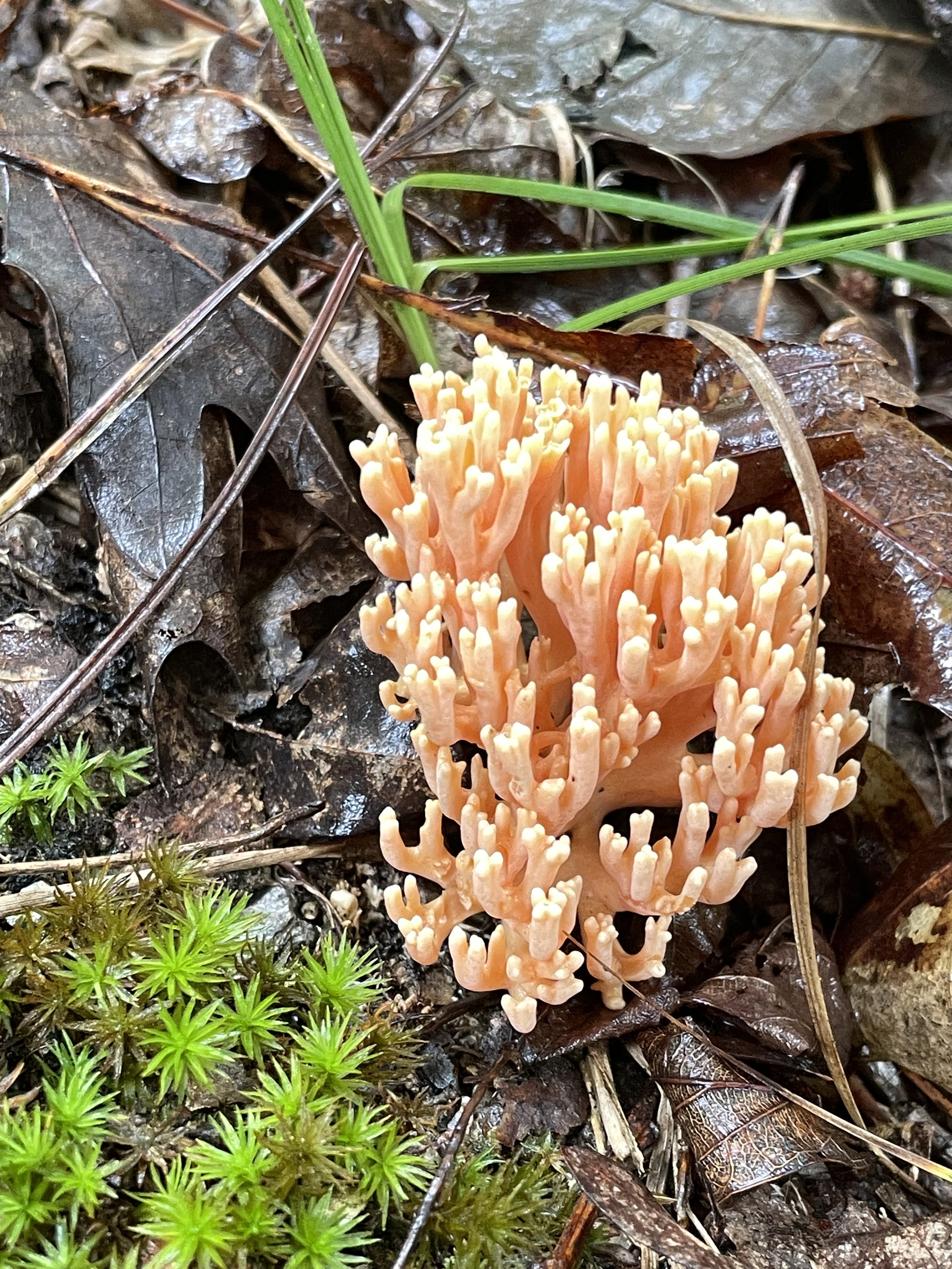 Forage for unique mushrooms like Ramaria formosa (coral fungi) on hiking trails near the Land of Bohamia.