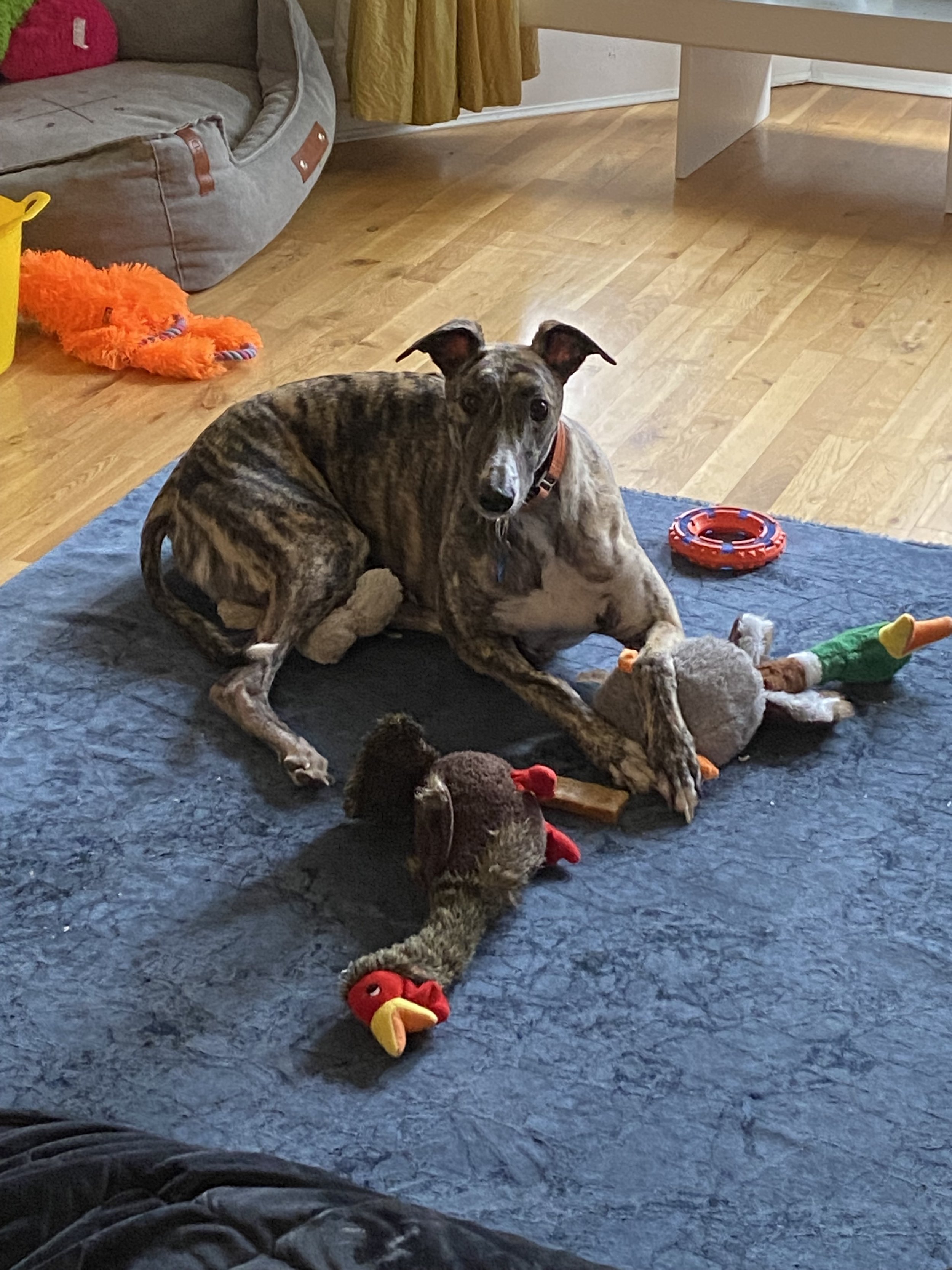 Spike’s Home!