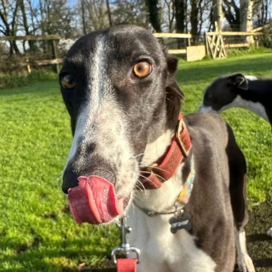 Agatha_Greyhound+Rescue_REHOMING+Irish+Greyhounds_RIGHT_1.jpg
