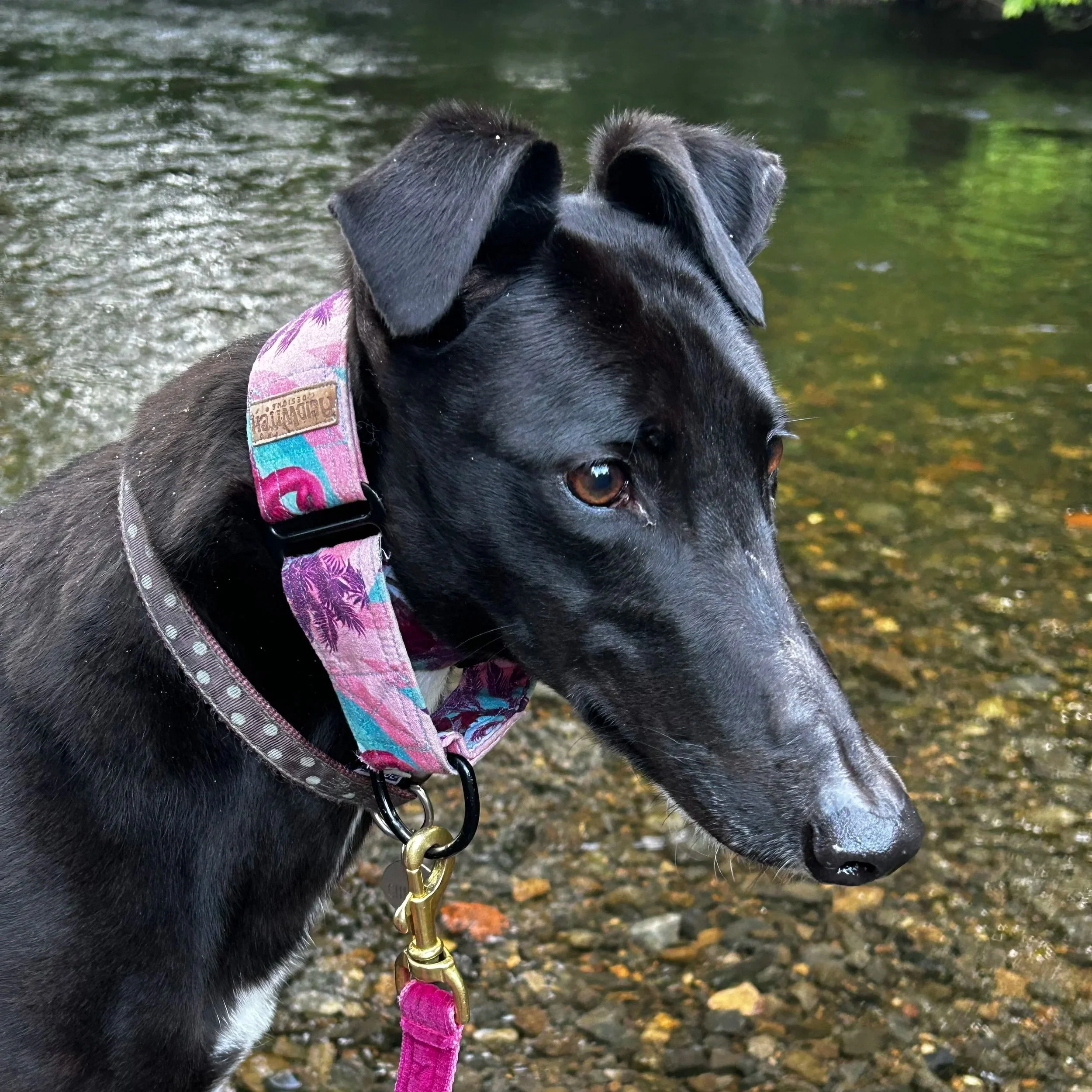 Close-up of a black  greyhound with floppy ears wearing a colorful collar, standing near a rocky stream with leaves on the ground.