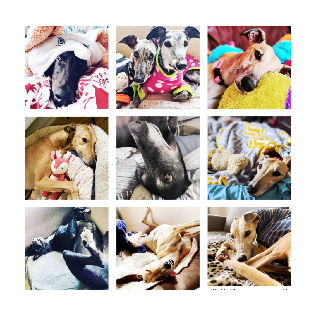 Contact Us — RIGHT Rehoming Irish Greyhounds Team