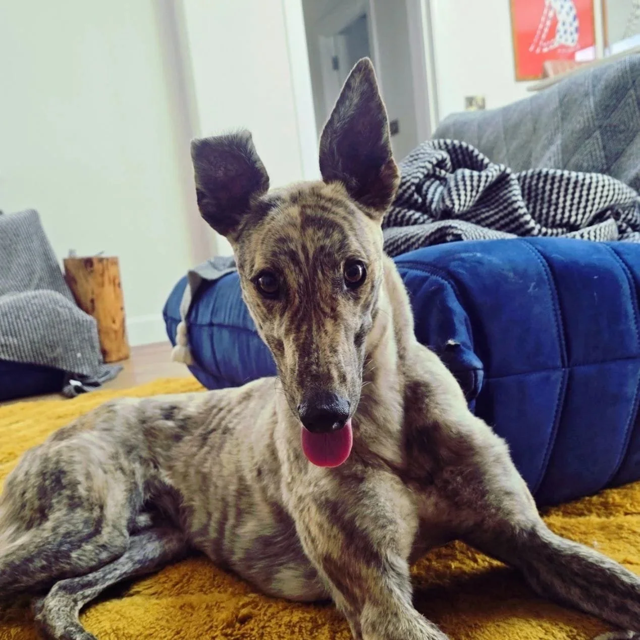 A brindle  greyhound  with large ears, lying on a yellow rug in a living room with a blue pet bed, a striped blanket, and a couch in the background.