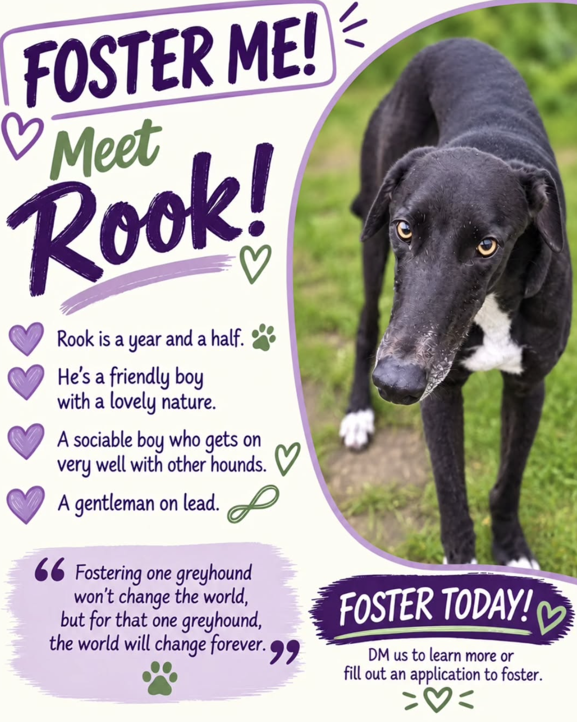 Foster Me! Meet Rook, a friendly black and white greyhound with golden eyes, standing outdoors on grass. The poster describes Rook as a sociable boy, a gentleman on lead, and a year and a half old. It encourages fostering or adopting him.