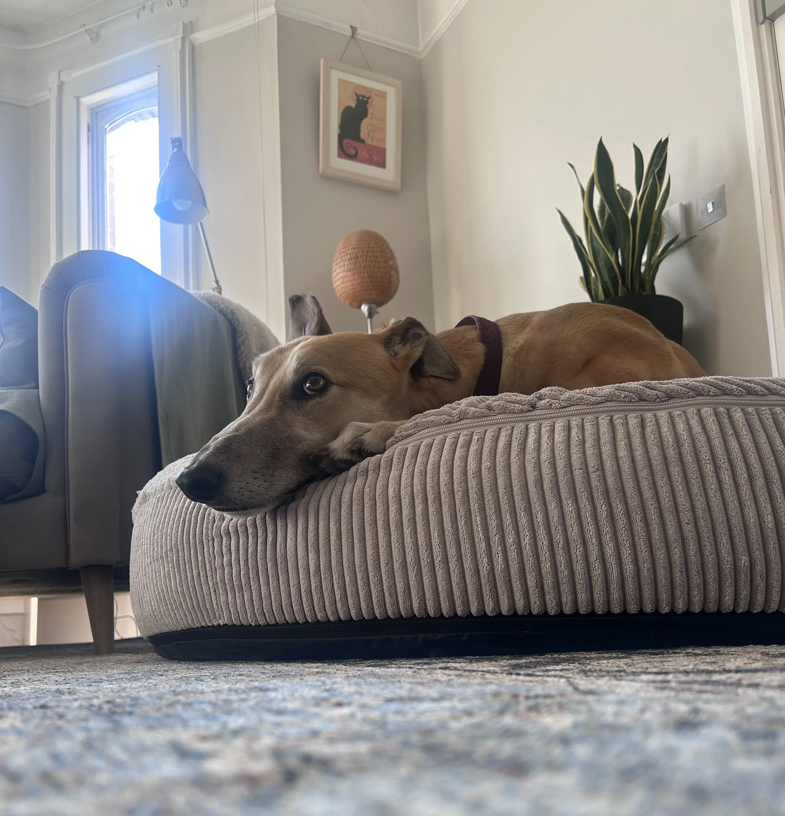 A close-up view of a  greyhound lying-o a textured beige cushion under a coffee table in a living room, with a large green plant in a black pot, a framed picture of a black cat on the wall, a window with sunlight, and hanging lamps in the background.