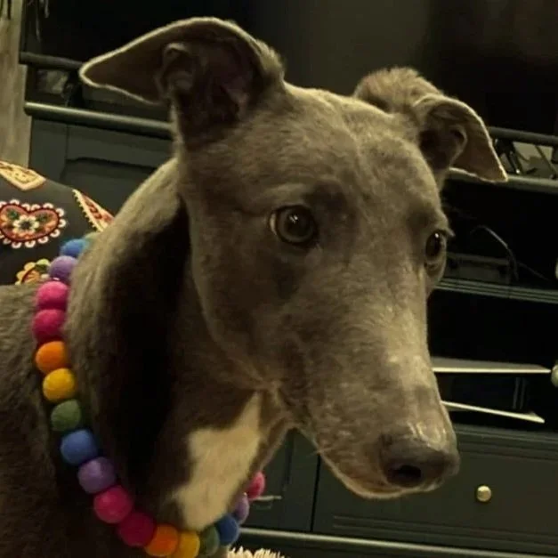 Close-up of a blue  greyhound  wearing a colorful pom-pom necklace, with a dark background.
