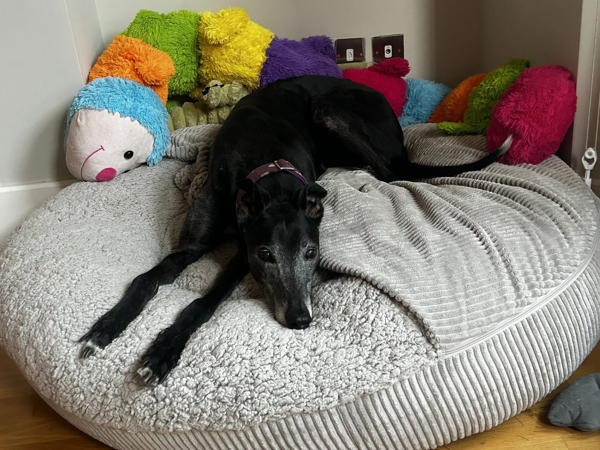 A black greyhound with a maroon collar lying on a beige textured bed with colorful fuzzy pillows and a plush toy dog in the background.