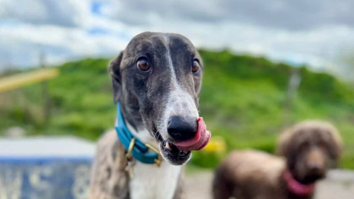 A  greyhound  with a blue collar licking its nose with an outdoor background featuring green grass and other dogs.