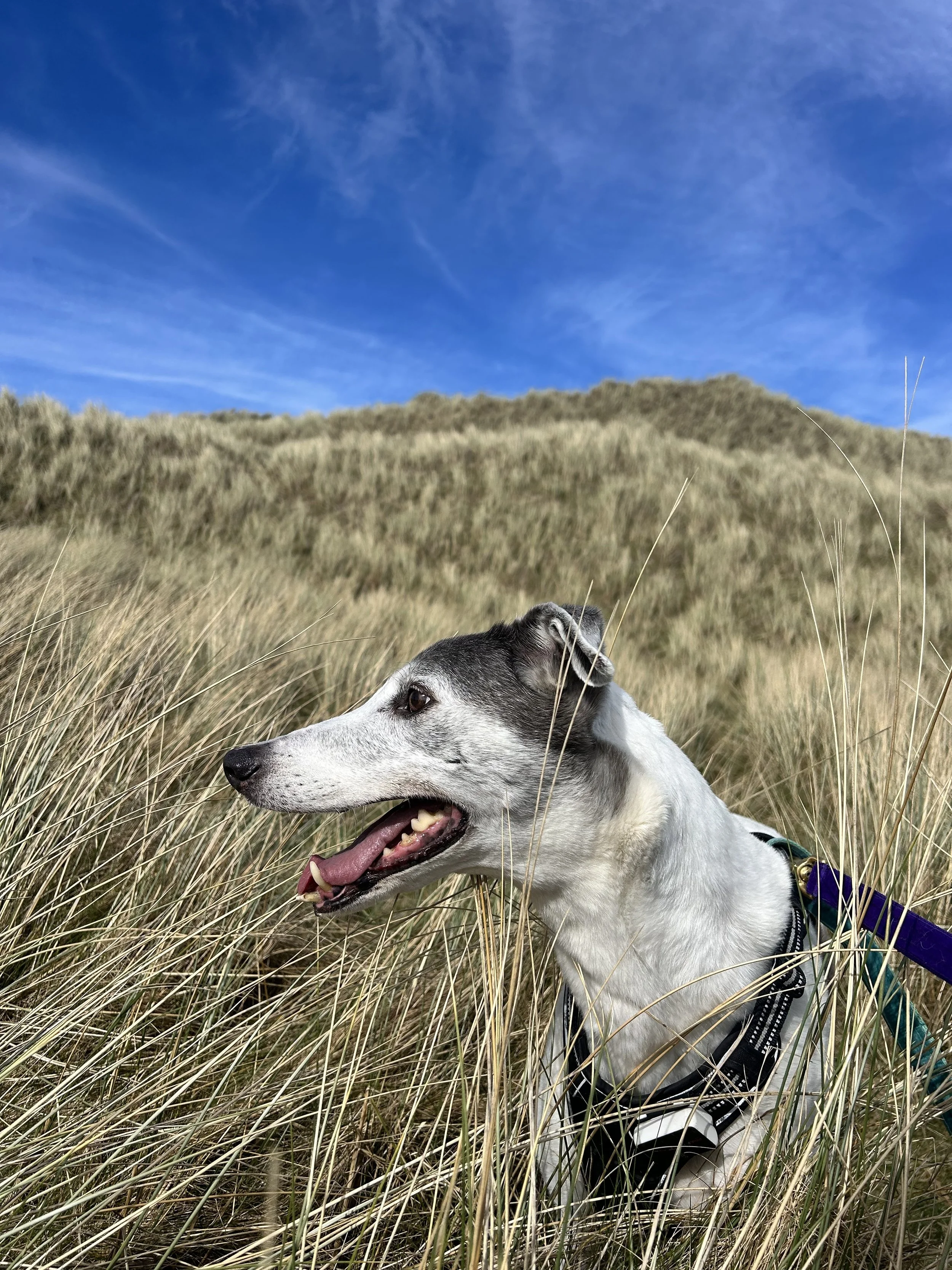 A  greyhound  lying in tall grass with a wide, open mouth and tongue out, during a clear day with blue sky and hills in the background.