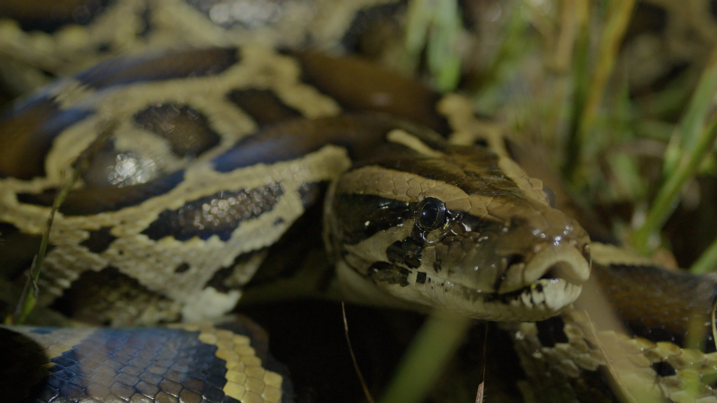 Python Huntress_Still_Burmese Python Close Up.jpg