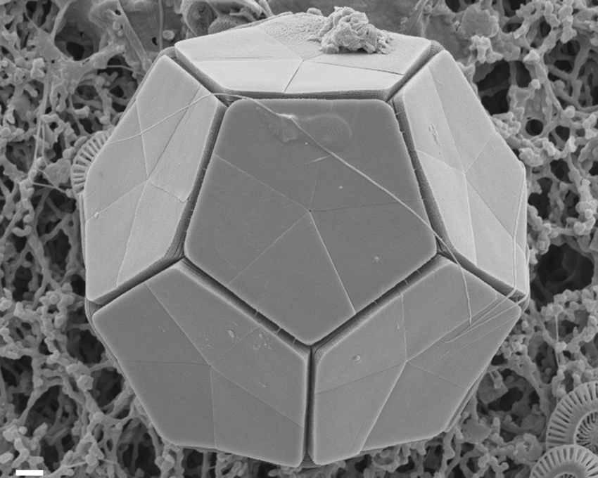 Dodecahedral-microorganisms-such-as-phytoplankton-effortlessly-materialize-recursively.png