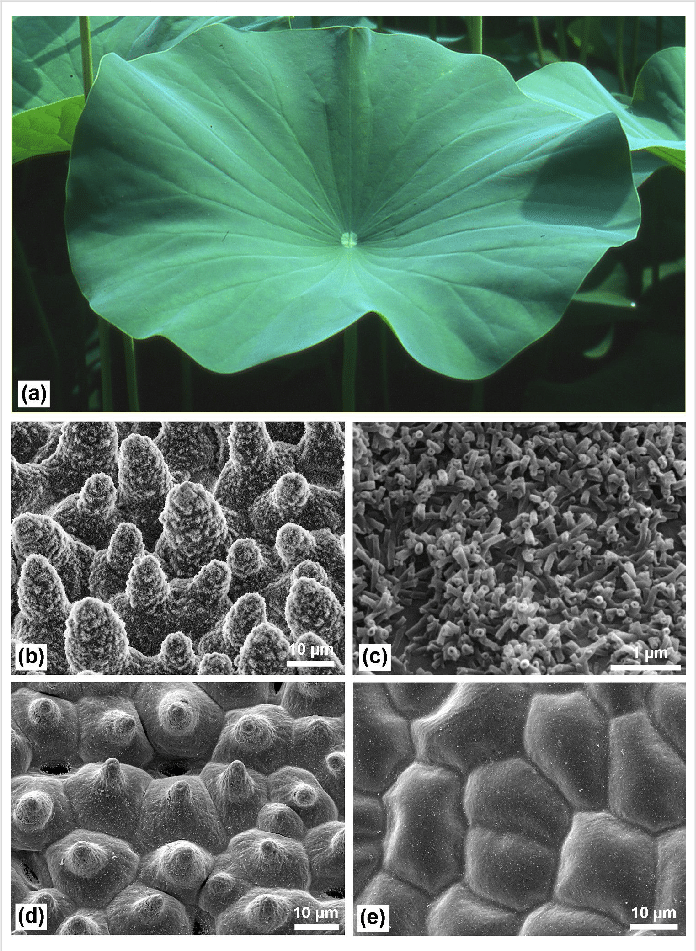 Electron Microscope Lotus Leaf