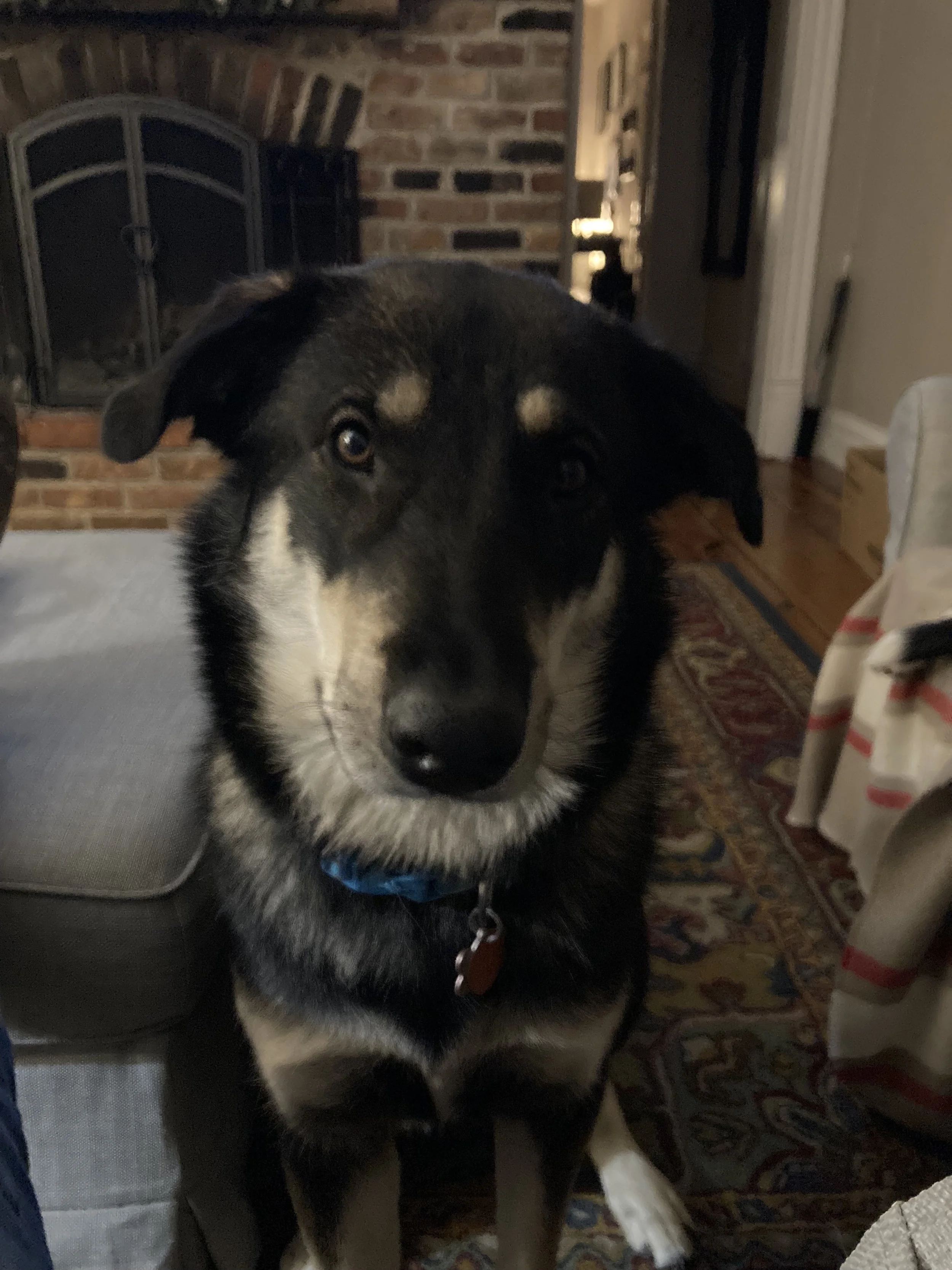 Bella.jpg