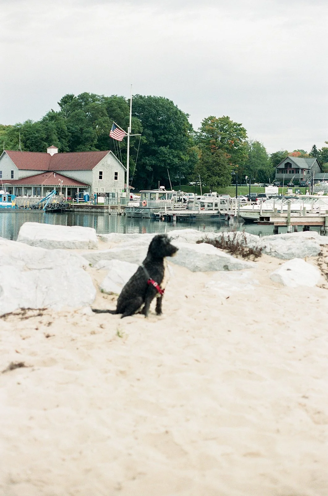 A black puppy sitting on sand near rocks, with a marina featuring boats, a building, and trees in the background.