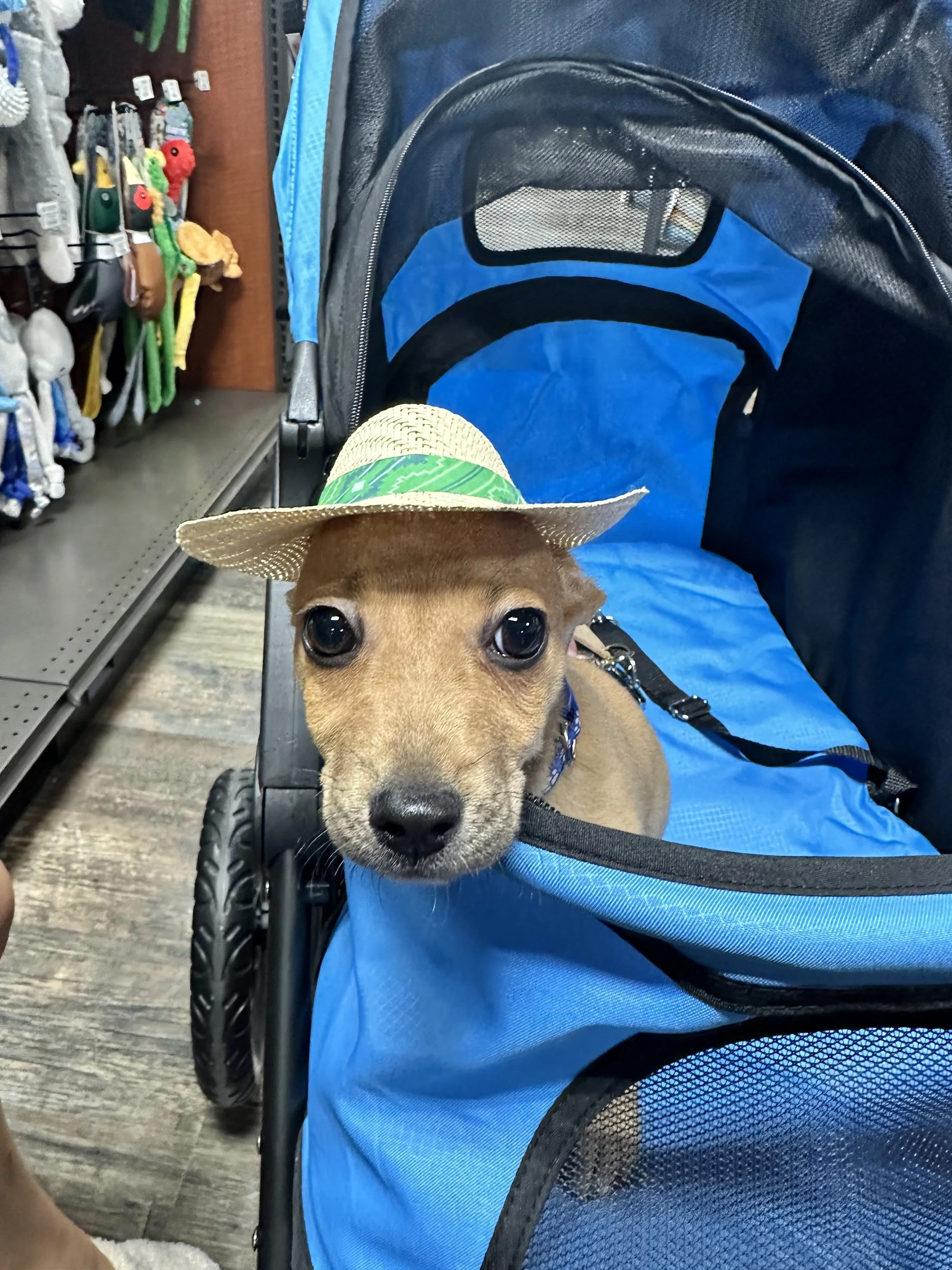 Joey Roo Rescue Our Mission — Joey's Friends