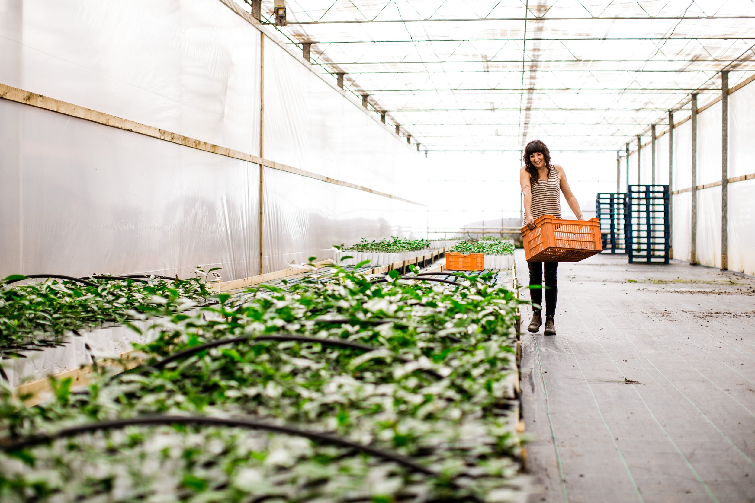 Mission Statement — Alicia Gentili Tea Consulting
