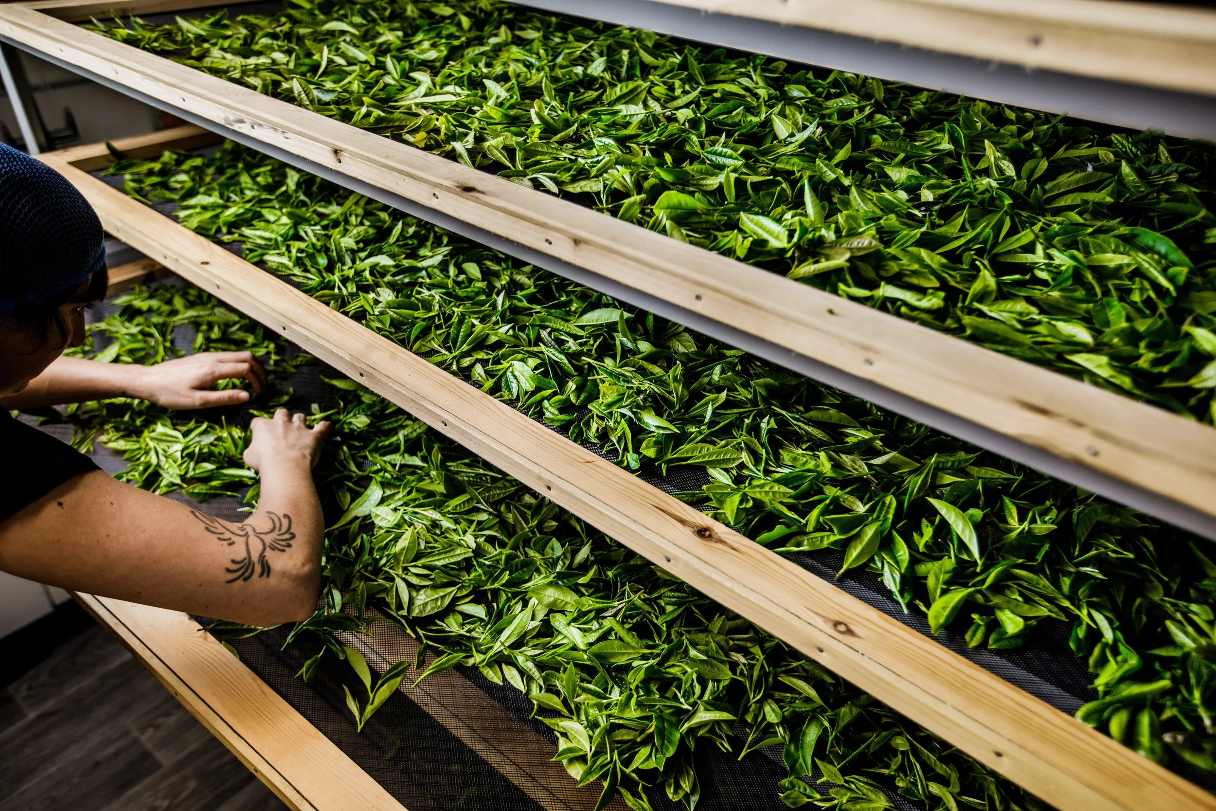 Services — Alicia Gentili Tea Consulting