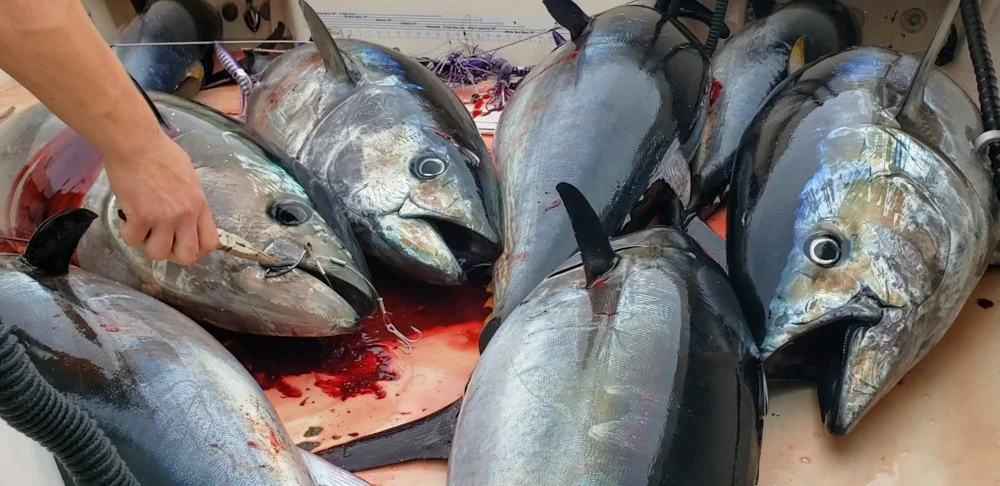 CLICK HERE ▶️                                  FISHING Charters 365                                  