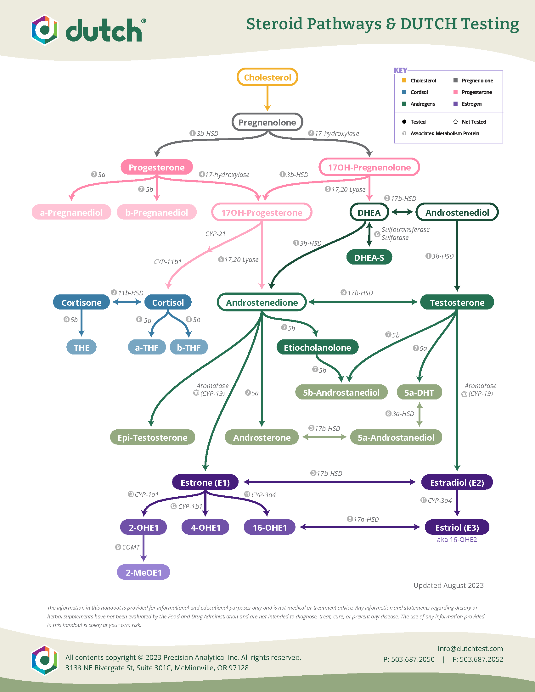 Dutch Test Steroid metabolism Pathway