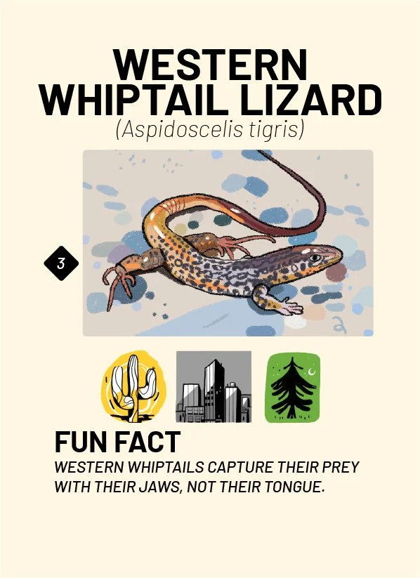 CreatureCards-12.jpg