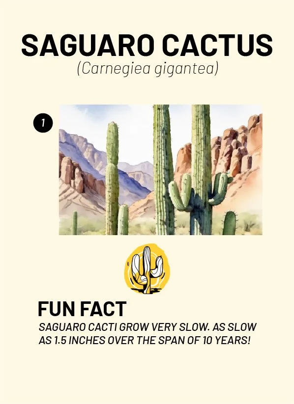 CreatureCards-24.jpg