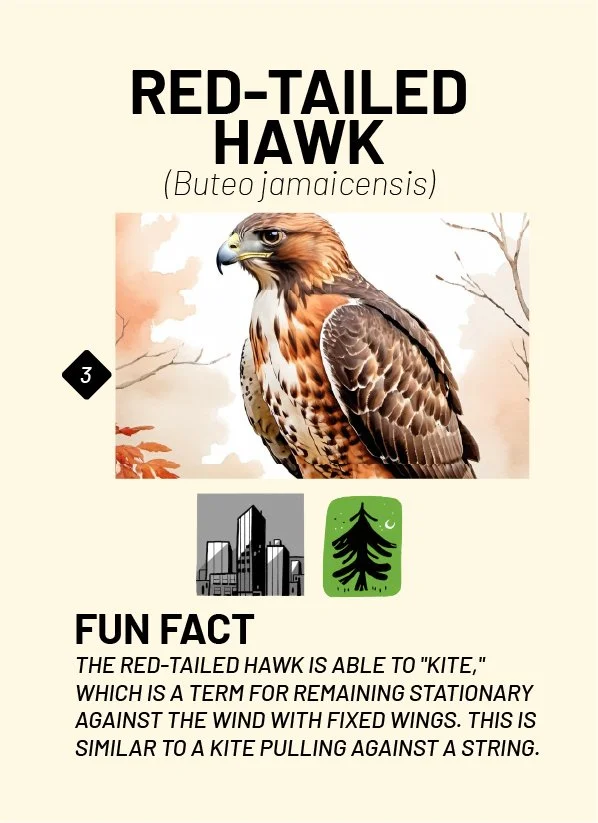 CreatureCards-44.jpg