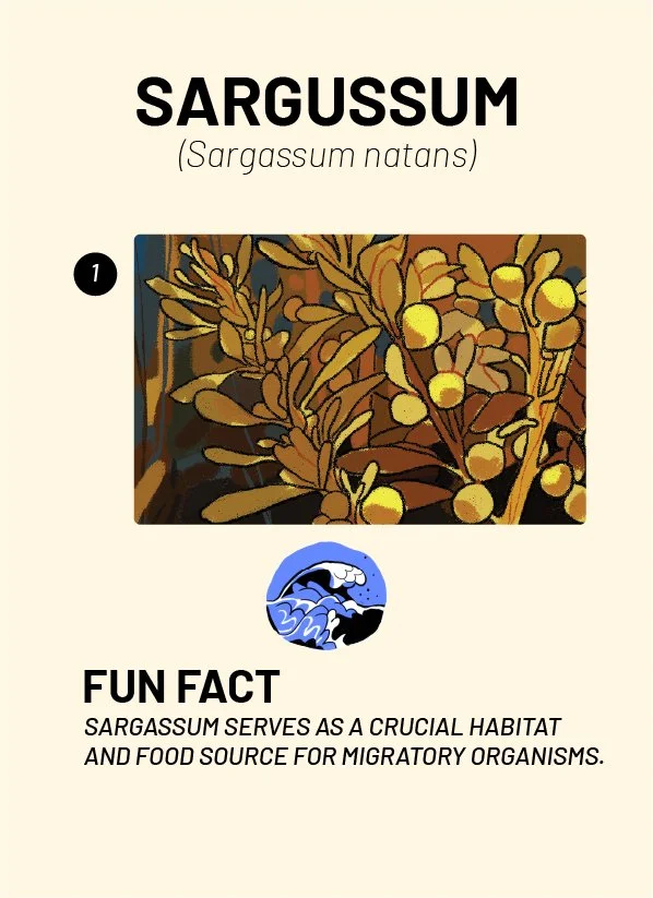 CreatureCards-77.jpg