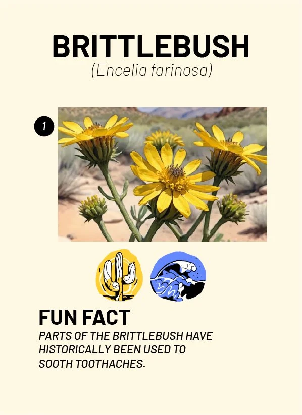 CreatureCards-23.jpg