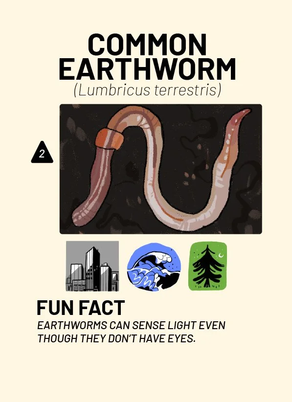 CreatureCards-34.jpg