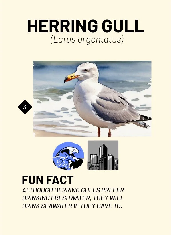 CreatureCards-60.jpg