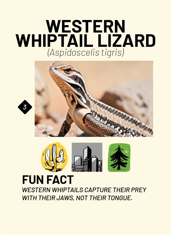 CreatureCards-12.jpg