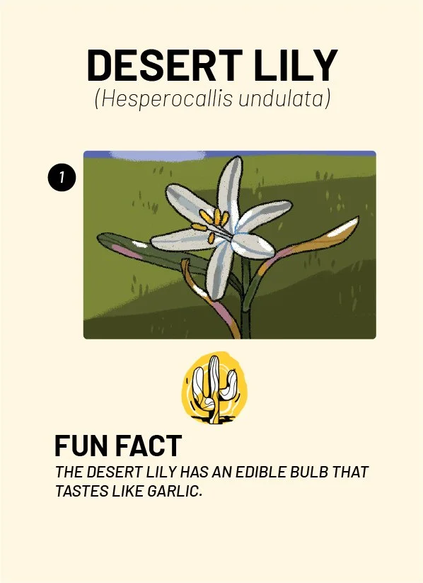 CreatureCards-21.jpg