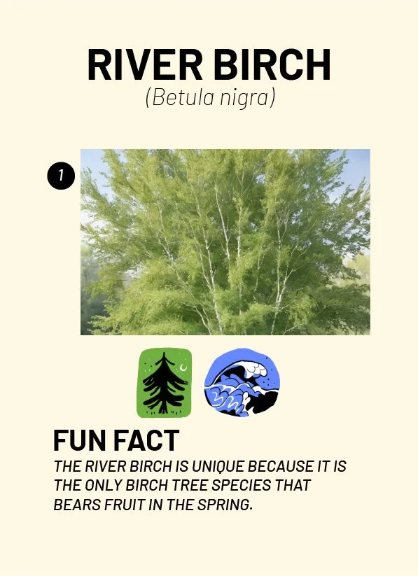 CreatureCards-46.jpg