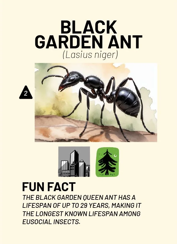 CreatureCards-36.jpg