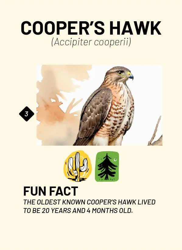 CreatureCards-15.jpg