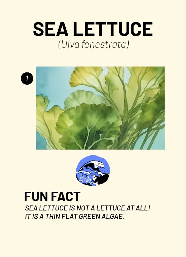 CreatureCards-76.jpg
