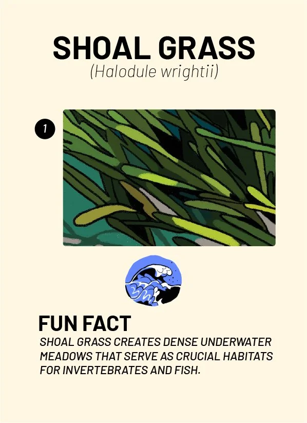 CreatureCards-72.jpg