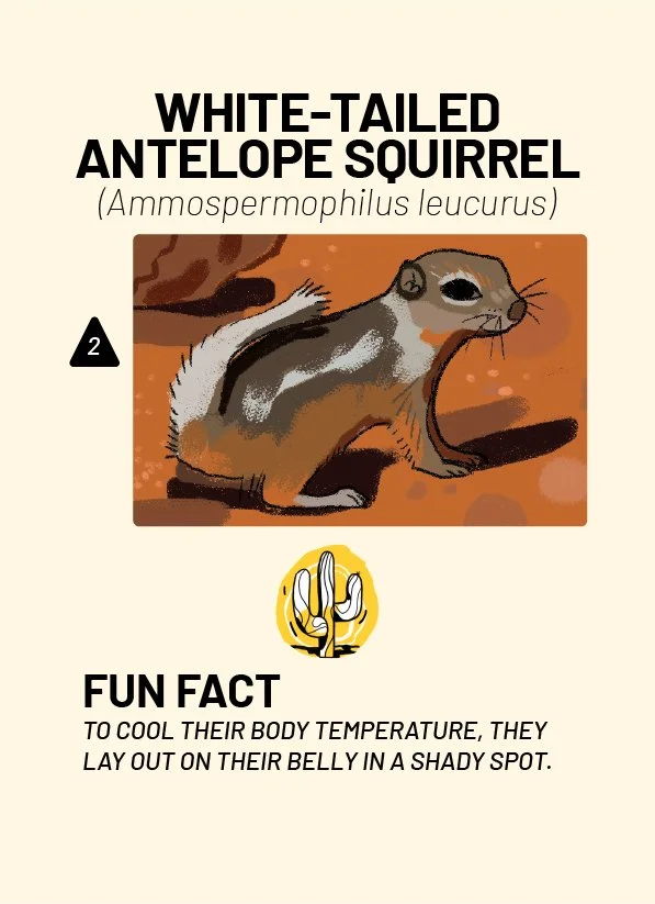 CreatureCards-25.jpg