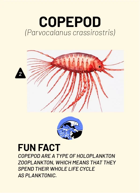 CreatureCards-68.jpg